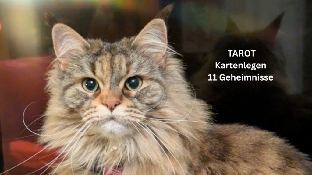 11 Tarot Kartenleser Geheimnisse, die Du wissen musst
